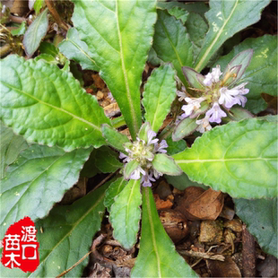 白毛夏枯草种子 或 苗 筋骨草 紫背金盘 白九重楼 中草药苗盆栽