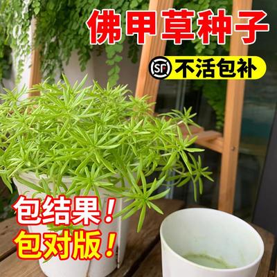 佛甲草种子黄金籽夏季耐热