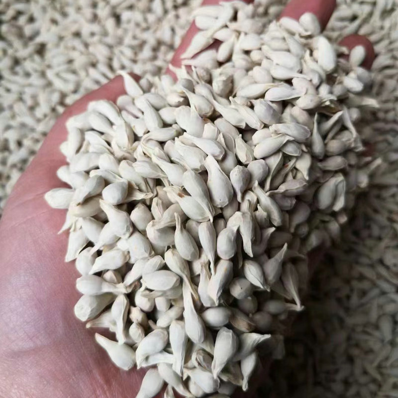 新采四川红桔种子橘树籽枸