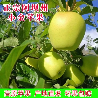 小金苹果阿坝州四川特产高原生态金冠青苹果新鲜现摘酸甜酥脆水果