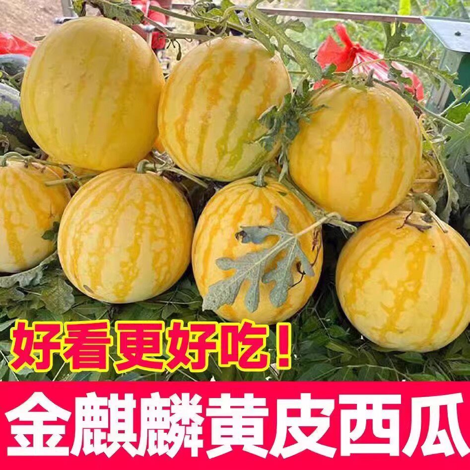 金黄后麒麟西瓜黄金西瓜黄皮瓜脆甜沙爽口农家自种