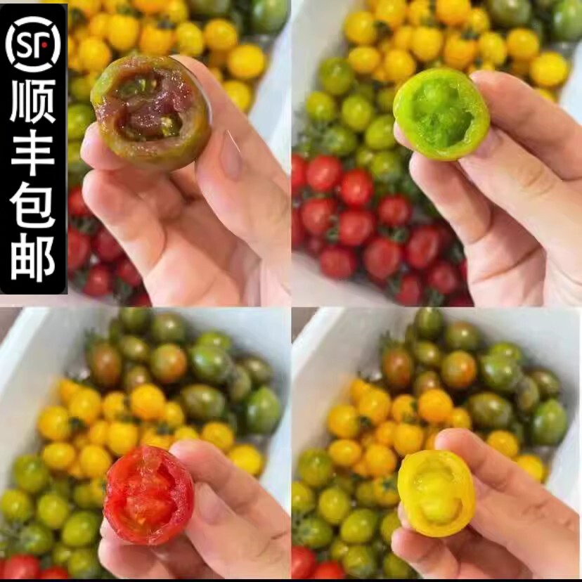 【四拼小番茄】四色混装小番茄圣女果迷彩夏日阳光新鲜小柿子顺丰