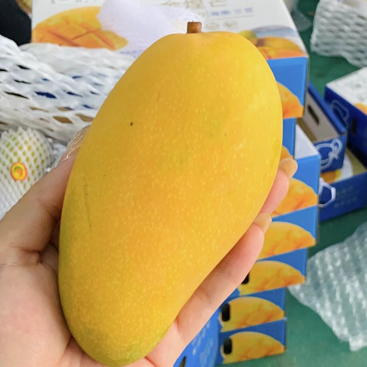 精品水仙芒果 海南三亚金煌新鲜水果当季现摘大青礼盒装8斤包邮