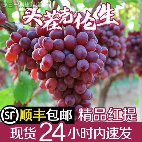 2026克伦生葡萄玻璃翠无籽红提当季时令新鲜孕妇水果5斤顺