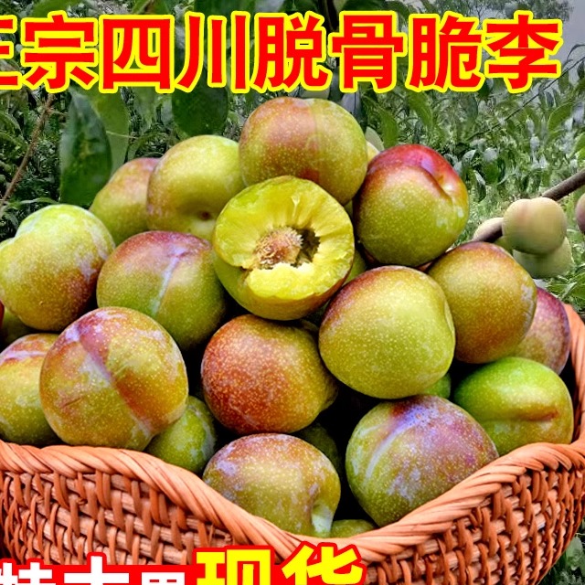 四川茵红李脱骨李子新鲜青红脆甜李空心脆红李半边红五月脆李现货