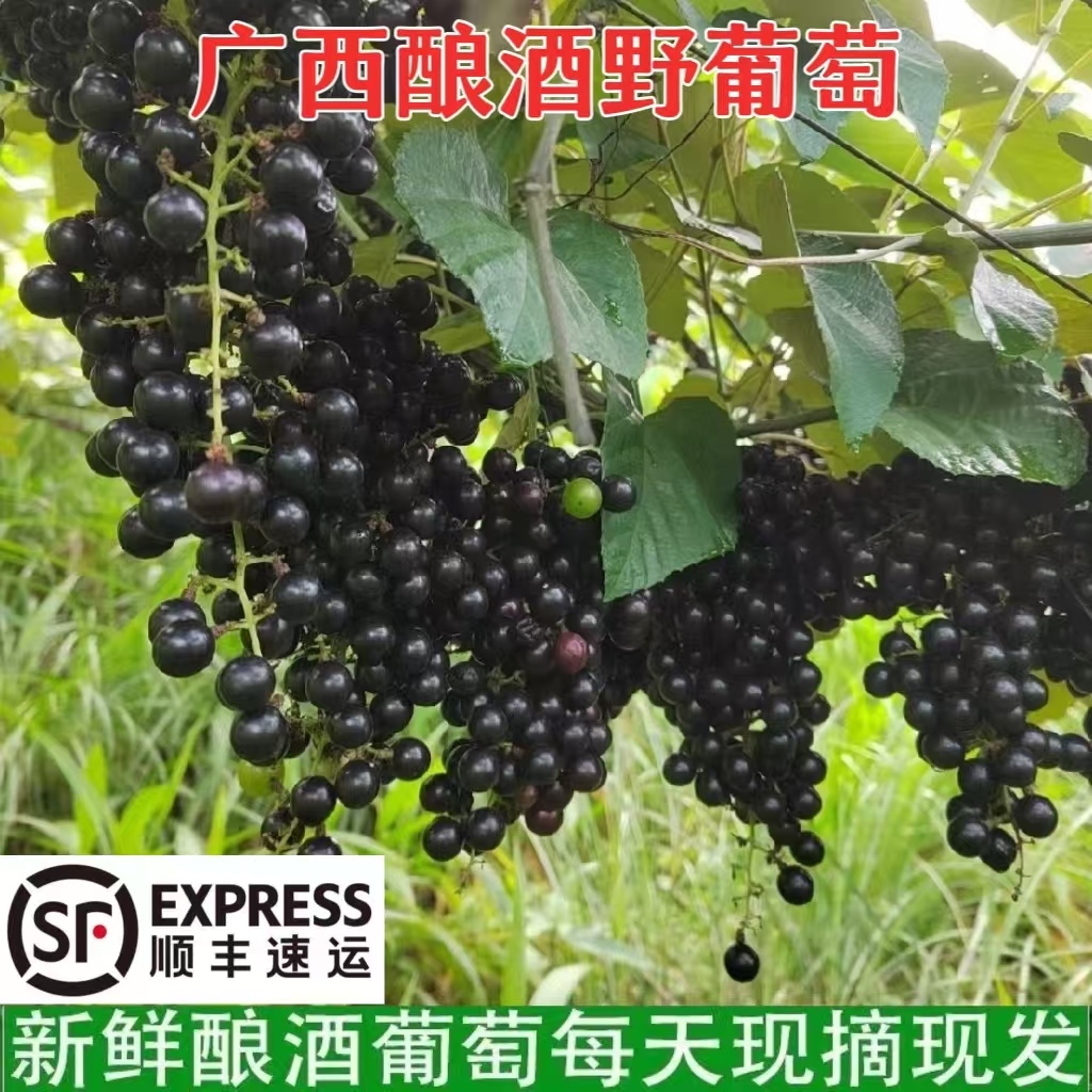 顺丰包邮广西酿酒山野葡萄自酿葡萄酒泡酒新鲜现摘当季水果送教程