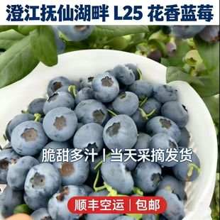 云南抚仙湖花香蓝莓新鲜产地直发头茬果 L25花香蓝莓顺丰空运