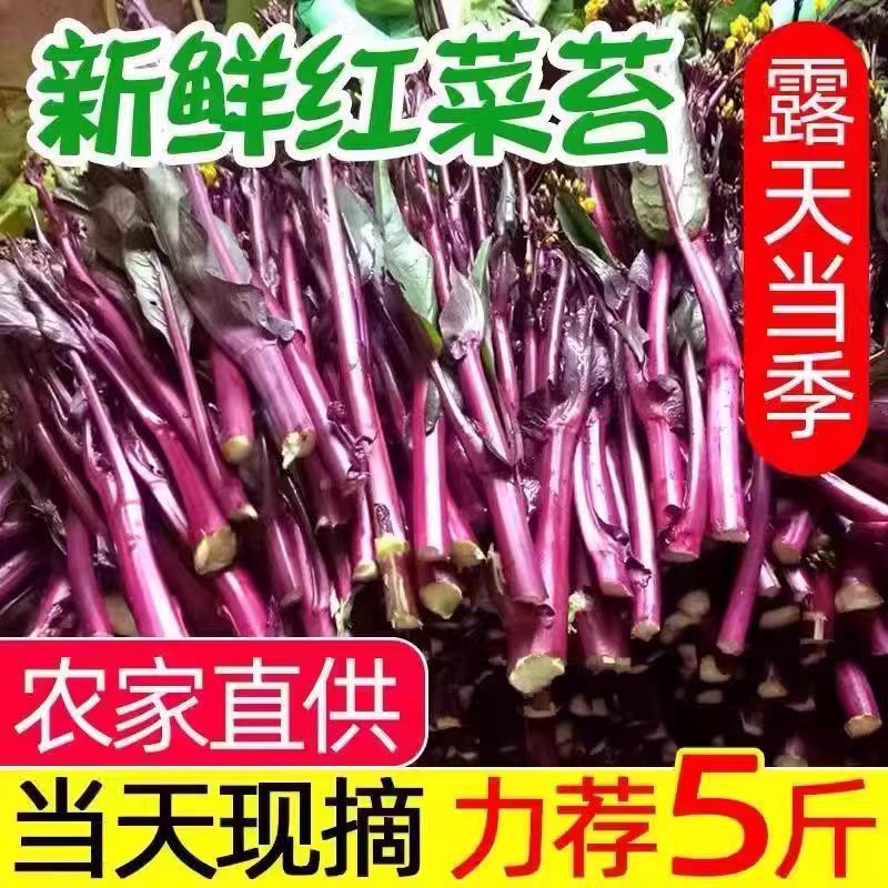 2025湖北武汉当季新鲜红菜苔时令蔬菜现摘现发洪山菜薹红菜心蔬菜