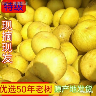 重庆特产正宗柚子梁山柚50年老树应季水果平顶柚龙滩柚整箱