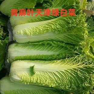 天津绿青麻叶大白菜新鲜蔬菜山东特产5斤包邮农家自种黄心大白菜