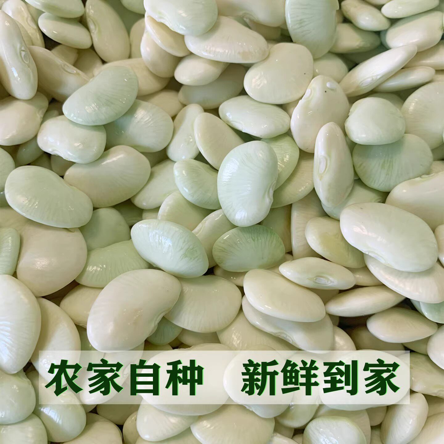 新鲜白玉豆白芸豆洋扁豆当天采摘美人豆农家种剥壳姑娘白银豆