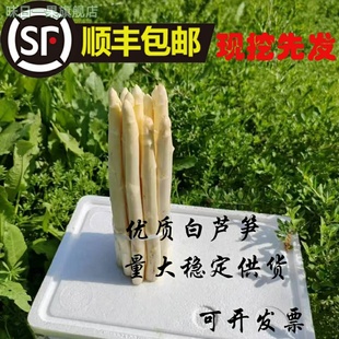 【顺丰包邮】白芦笋 现挖先发新鲜蔬菜沙拉酒店餐厅供货脆嫩当季