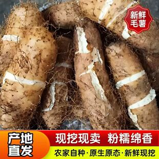 广东茂名毛薯5斤新鲜红薯沙地番薯地瓜白心红甜薯农家自种脚板薯