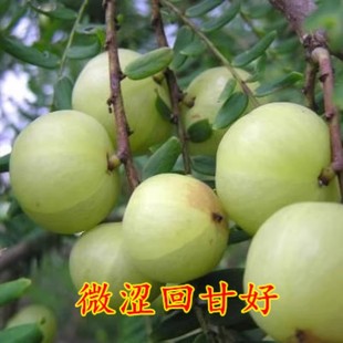 广西油甘果新鲜水果油甘果橄榄果油甘果余甘果当季水果榨汁牛甘子