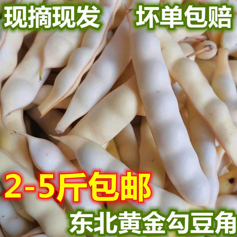 26年新鲜现摘黄豆角东北黄金勾油豆角兔子翻白眼勾勾黄豆角包邮