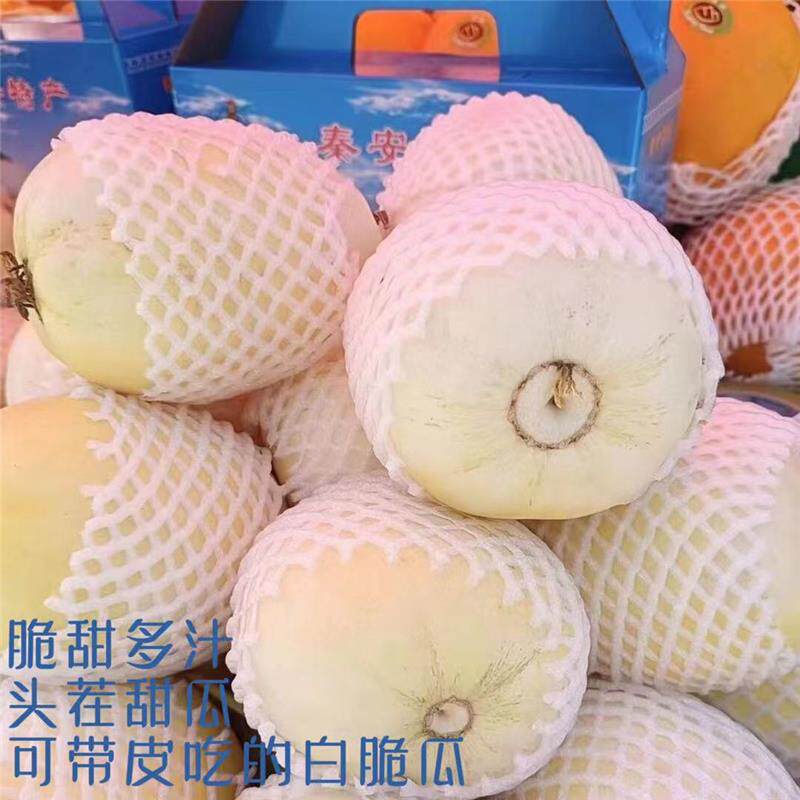 甘肃天水秦安脆瓜现摘现发当季脆瓜头茬甜瓜白皮蜜瓜新鲜水果 - 实物图