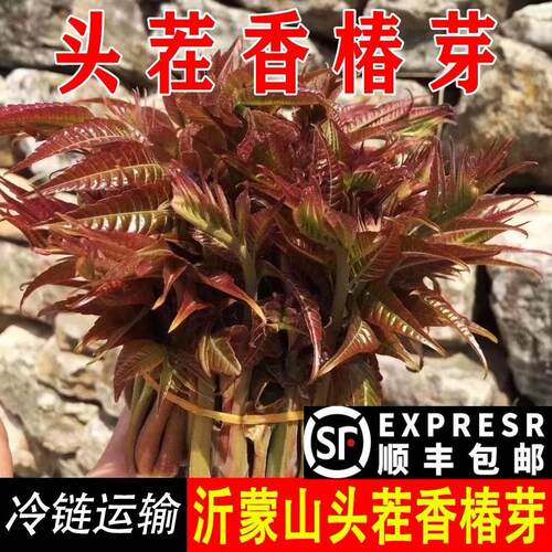 山东香椿芽新鲜露天头茬香椿芽沂蒙山野生蔬菜红香椿头3斤包邮