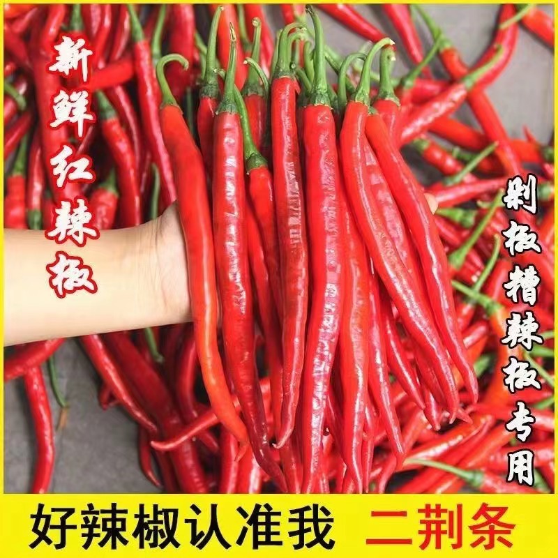 现摘新鲜红辣椒 湖南本地农家自种二荆条泡菜线椒剁椒辣椒酱专用