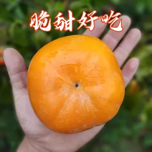脆柿子 新鲜应季水果脆皮巧克力脆柿甜柿硬柿子月柿大果