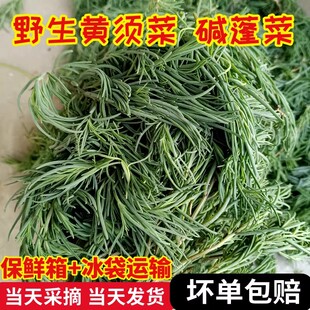 山东野生冷冻黄须菜新鲜野菜盐地碱蓬菜海茎黄西皇席菜盐蒿菜包邮
