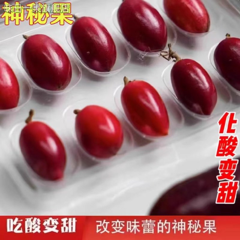 现货神秘果果干10粒 蜜拉圣果神奇果实 变味果 酸变甜可改变味觉