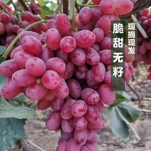 【果园直发】当季现摘克伦生无籽红提子冰美人红宝石葡萄孕妇水果