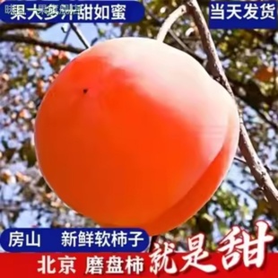 【顺丰】北京房山磨盘柿子大柿子甜柿贡柿汁多果园现摘现发包邮