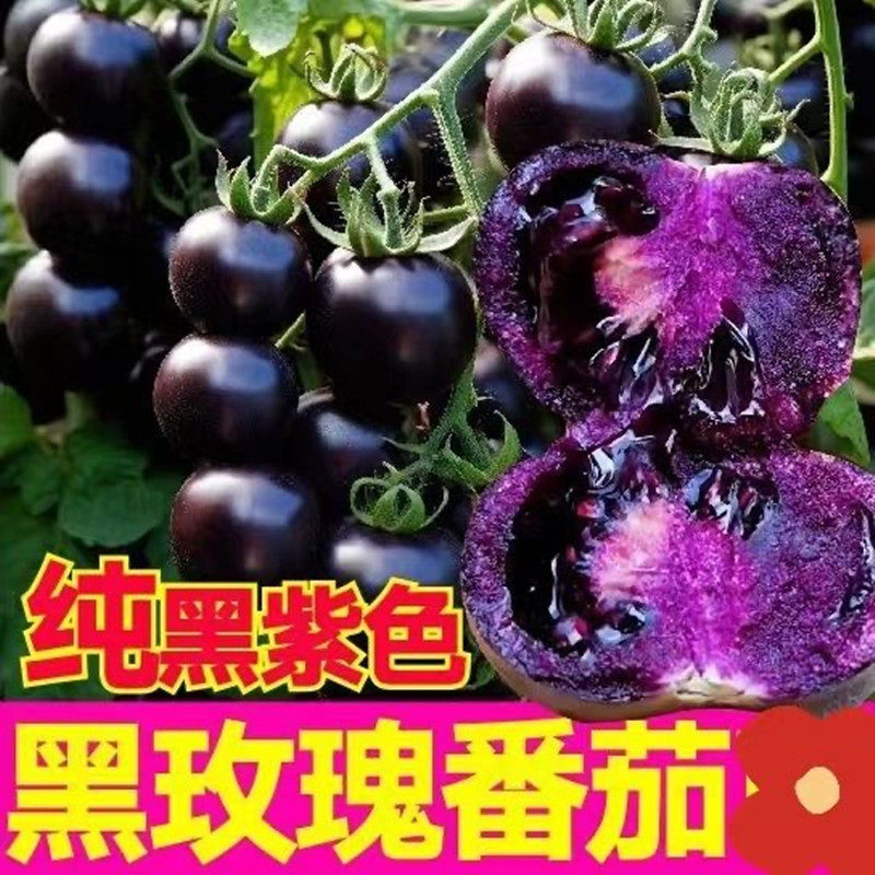 山东寿光黑色小番茄即食黑玫瑰圣女果花青素紫色水果现摘顺丰包邮