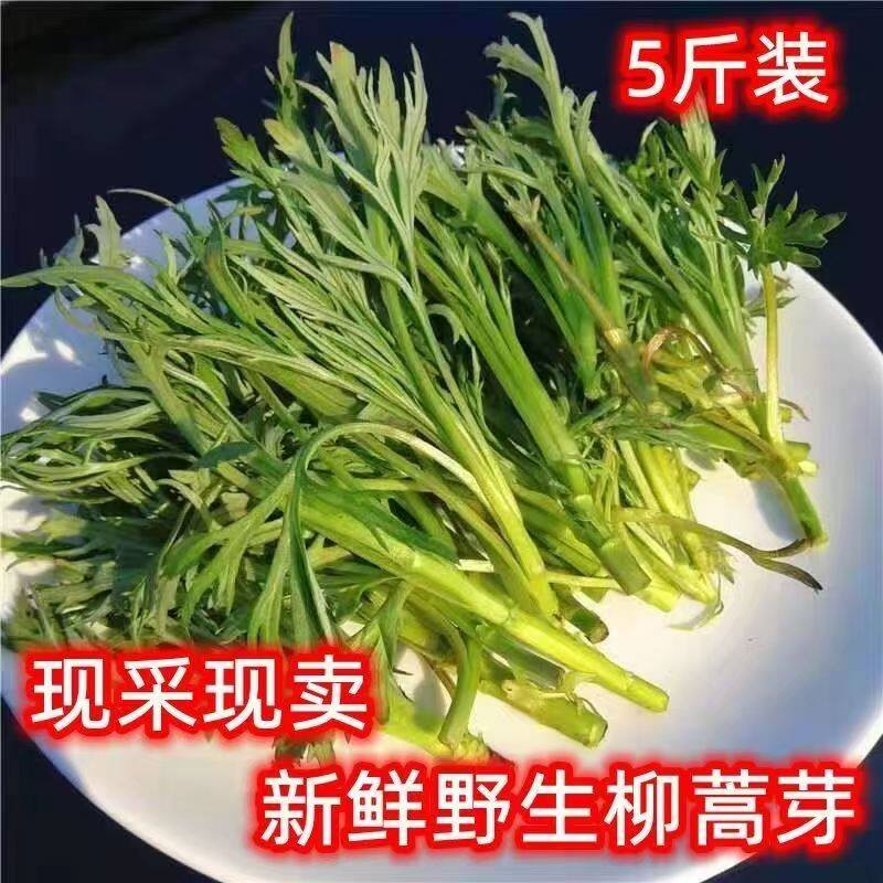 【26年春季时令蔬菜】野生柳蒿芽野生新鲜柳蒿芽现采现发柳蒿芽