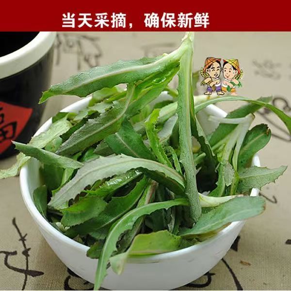 曲麻菜新鲜现挖山野菜曲曲菜蘸酱菜应季蔬菜生野菜苦菜嫩现摘图片
