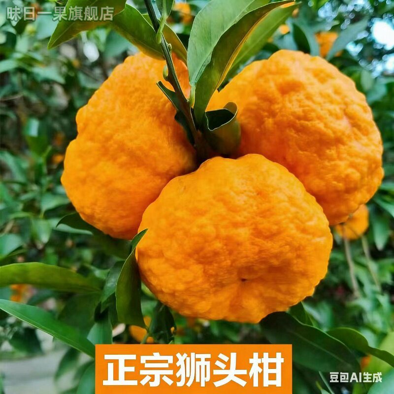 2025狮头柑丑八怪贡柑橘子现摘现发新鲜下火果5/10斤大果整箱