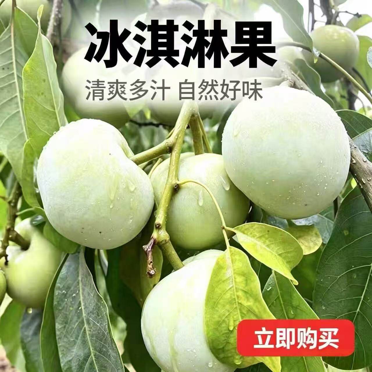 新鲜冰淇淋果白柿热带稀有罕见水果现摘现发网红软糯顺丰包邮