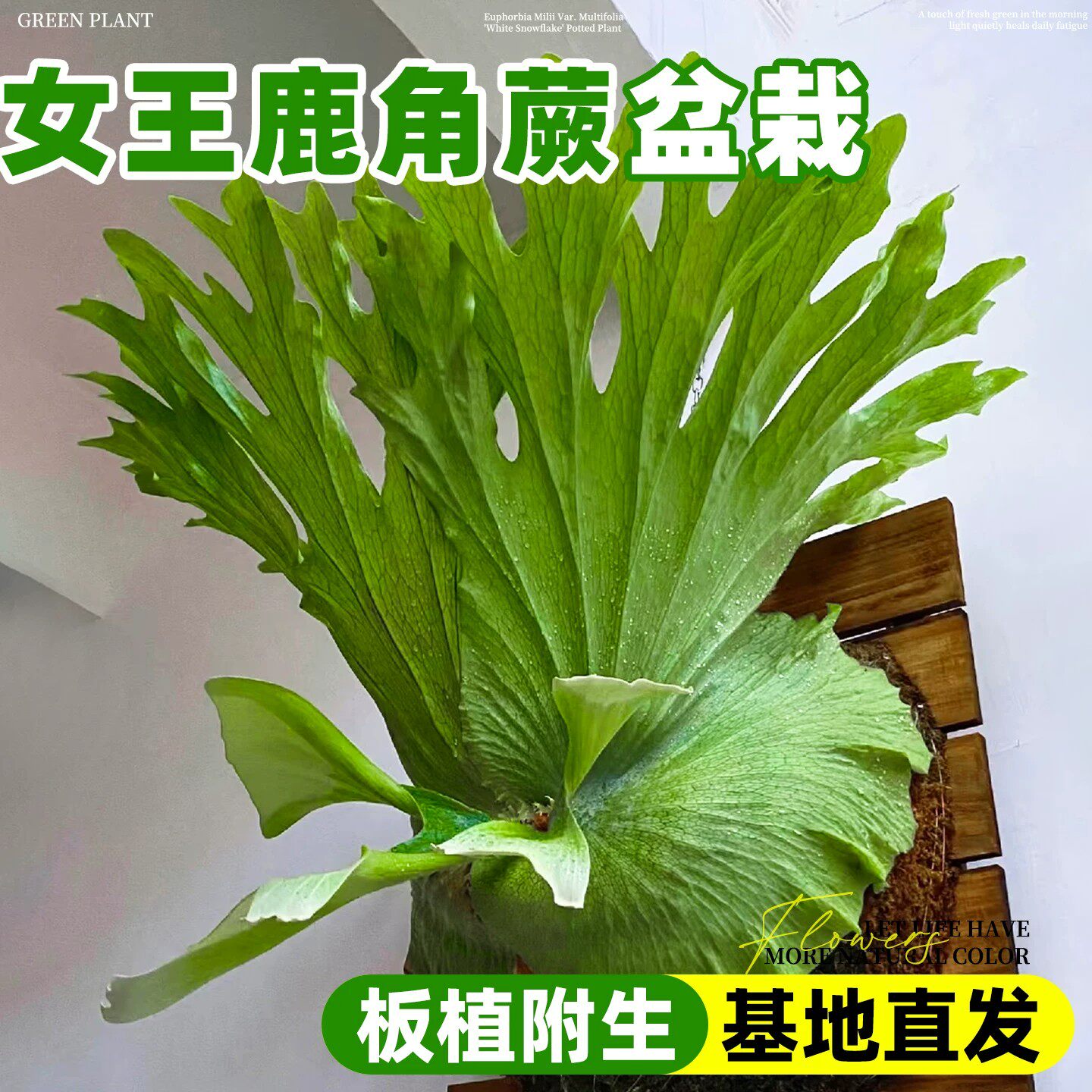女王鹿角蕨盆栽垂吊观叶常青图片