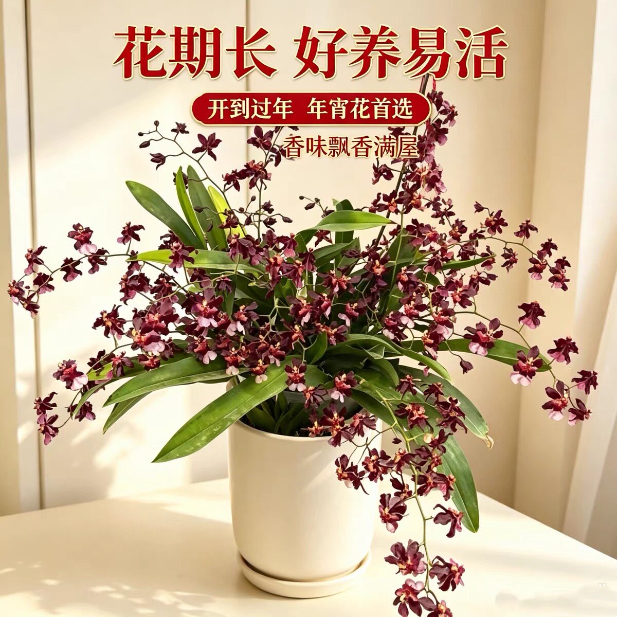 泰国香水文心兰梦香兰带花苞盆栽花卉绿植物水培室内盆栽兰花好养图片