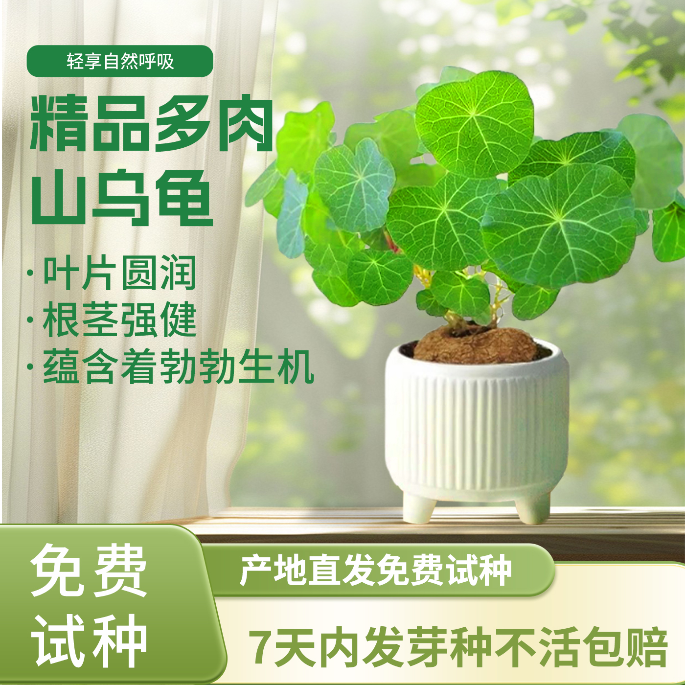 山乌龟金不换植物盆栽红藤圆叶