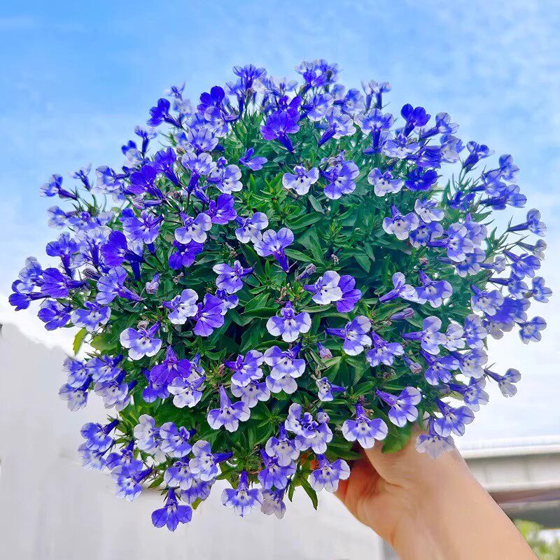 六倍利半边莲盆栽花苗带花苞多年生四季开花阳台室内花园耐热耐寒,鲜花速递/花卉仿真/绿植园艺,时令草本花卉,淘宝优惠券,粉丝福利购,淘宝优惠卷