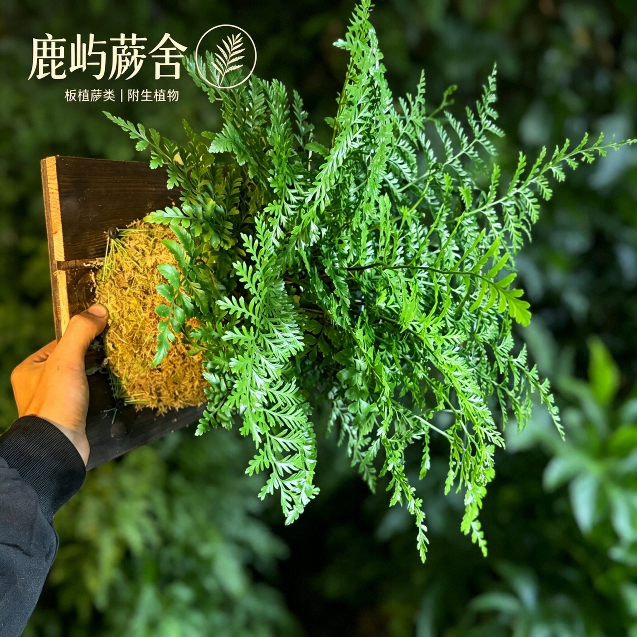 吉姆蕨板植挂墙苔藓球挂板植物盆栽造景办公室网红室内绿植好养活