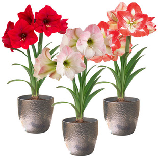 荷兰重瓣朱顶红球种花卉盆栽阳台室内办公区花卉绿植多年生好养活