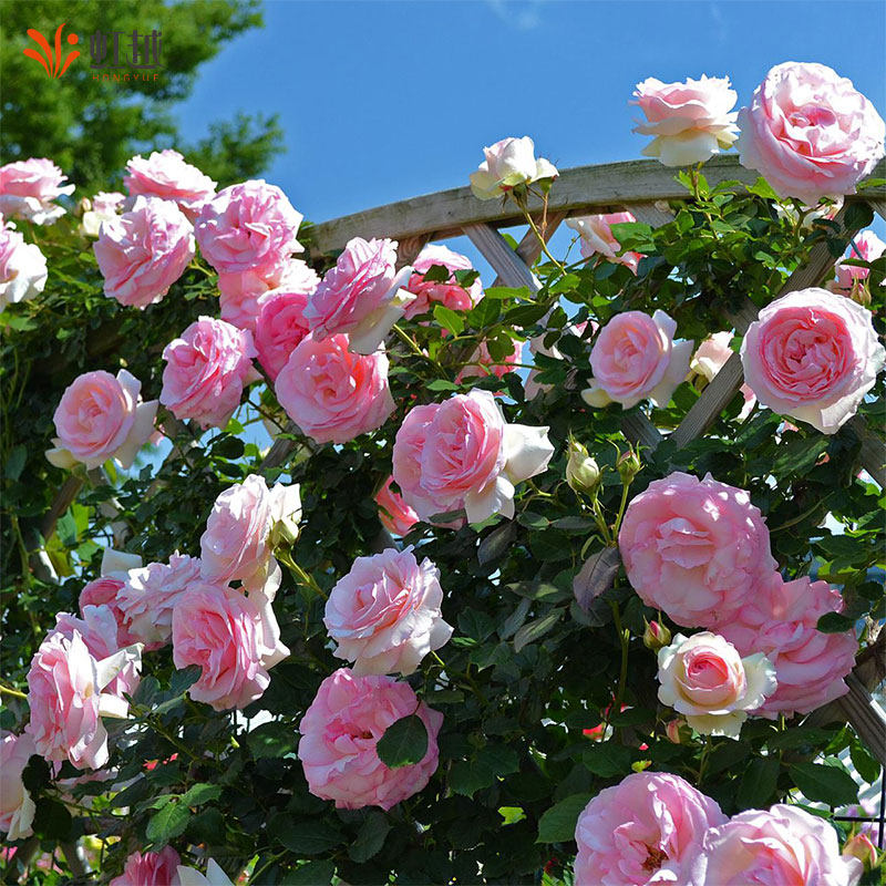 粉色龙沙宝石爬藤月季红色龙沙宝石月季花苗盆栽藤本月季小苗中苗,鲜花速递/花卉仿真/绿植园艺,月季/蔷薇/玫瑰,淘宝优惠券,粉丝福利购,淘宝优惠卷