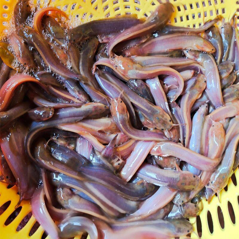 塘角鱼鱼苗淡水 养殖食用本地塘鱼