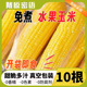 免煮水果玉米开袋即食早餐熟甜玉米棒新鲜真空包装 营养低脂代餐
