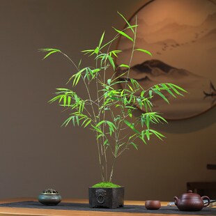 精品内门竹盆栽名贵门内竹室内庭院绿植四季常青好养易活竹子盆景