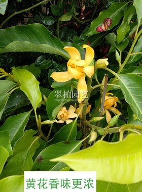 黄桷兰/黄果兰/黄角兰/白兰花树苗/绿植盆栽花卉/庭院阳台/限重庆