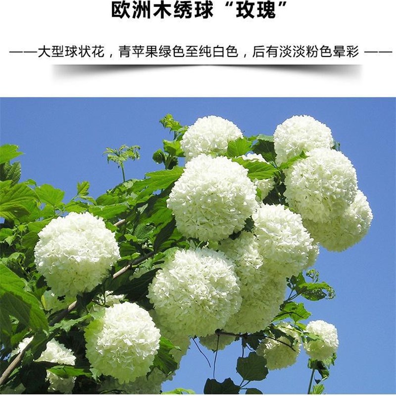 欧洲木绣球玫瑰盆栽花苗耐热耐晒耐寒香草草莓石灰灯庭院阳台包邮