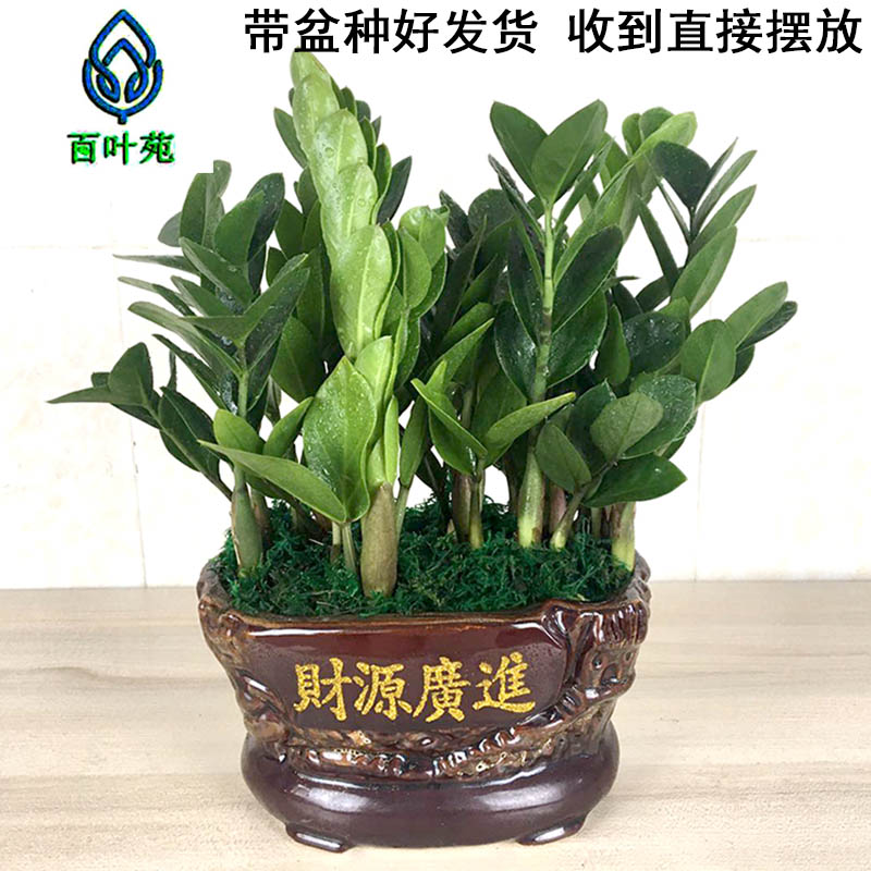 金钱树盆栽植物室内花卉绿植摇钱树盆景大客厅招财四季发财树好养