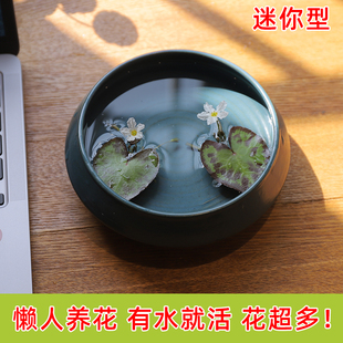 迷你一叶莲带花苞微小型睡莲水培植物根苗小叶水草浮萍龙骨瓣荇菜