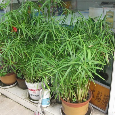 水生水培植物龟水竹盆栽水棕竹鱼缸水池塘旱伞草风车草苗鱼塘美化