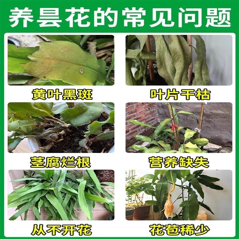 昙花专用肥料家用室内盆栽扦插爆芽根腐烂炭疽病催花生根营养液肥,鲜花速递/花卉仿真/绿植园艺,家庭园艺肥料,淘宝优惠券,粉丝福利购,淘宝优惠卷