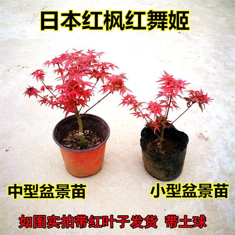 红枫 盆景四季红枫盆栽 红舞姬嫁接微型树桩盆栽带红叶子发货
