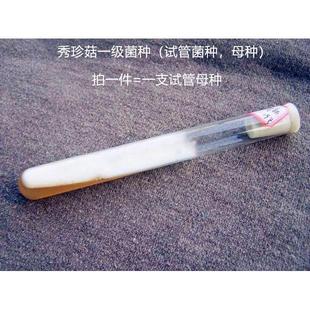 秀珍菇姬菇榆黄菇菌种一级试管种母种小平菇原种栽培种